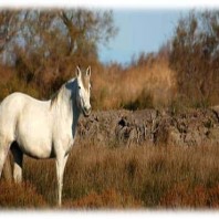 A White horse of Camargue - Hiking Camargue
