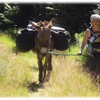 Woman leaving the woods aside a donkey - Taste of Stevenson with mule