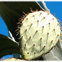 Fine cactus - Trails of the French Garrigues
