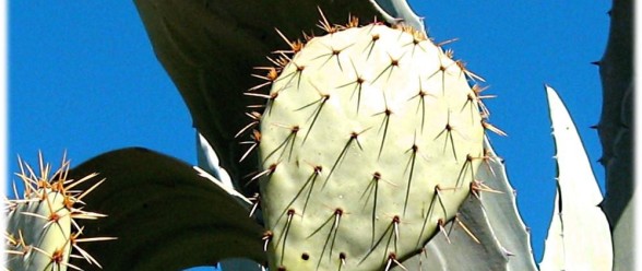 Fine cactus - Trails of the French Garrigues